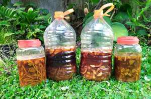 Eco-Enzyme: Solusi Alami Mengurangi Sampah Organik
