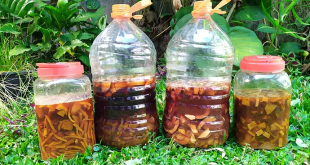 Eco-Enzyme: Solusi Alami Mengurangi Sampah Organik