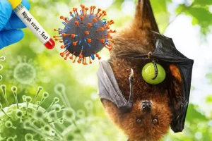 apa itu virus nipah